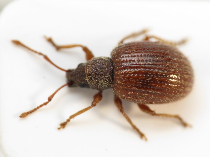 Urometopus strigifrons (Gyllenhal, 1834)